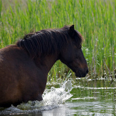 horse river photo